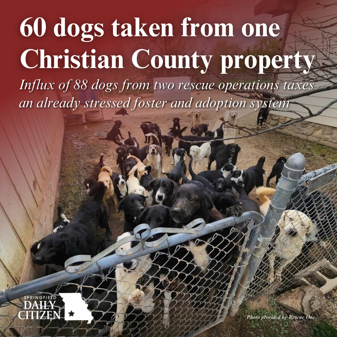 Nearly 60 dogs are enclosed in a yard by a chain-link fence. Text on the image reads: "60 dogs taken from one Christian County property. Influx of 88 dogs from two rescue operations taxes an already stressed foster and adoption system." (Photo by Rescue One)  
