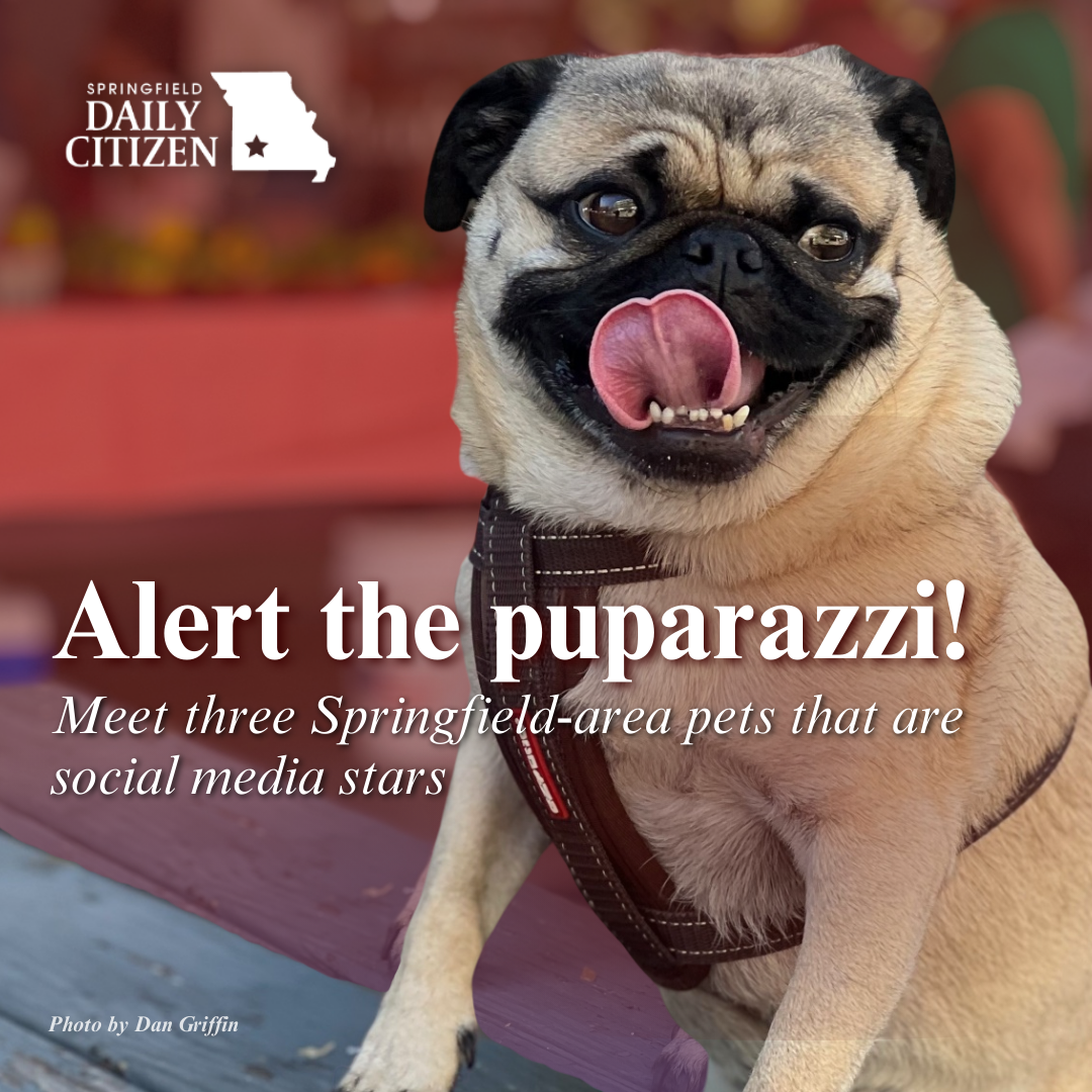 Winston the Pug sits on a picnic table. Text on the image reads: "Alert the puparazzi! Meet three Springfield-area pets that are social media stars." (Photo by Dan Griffin)