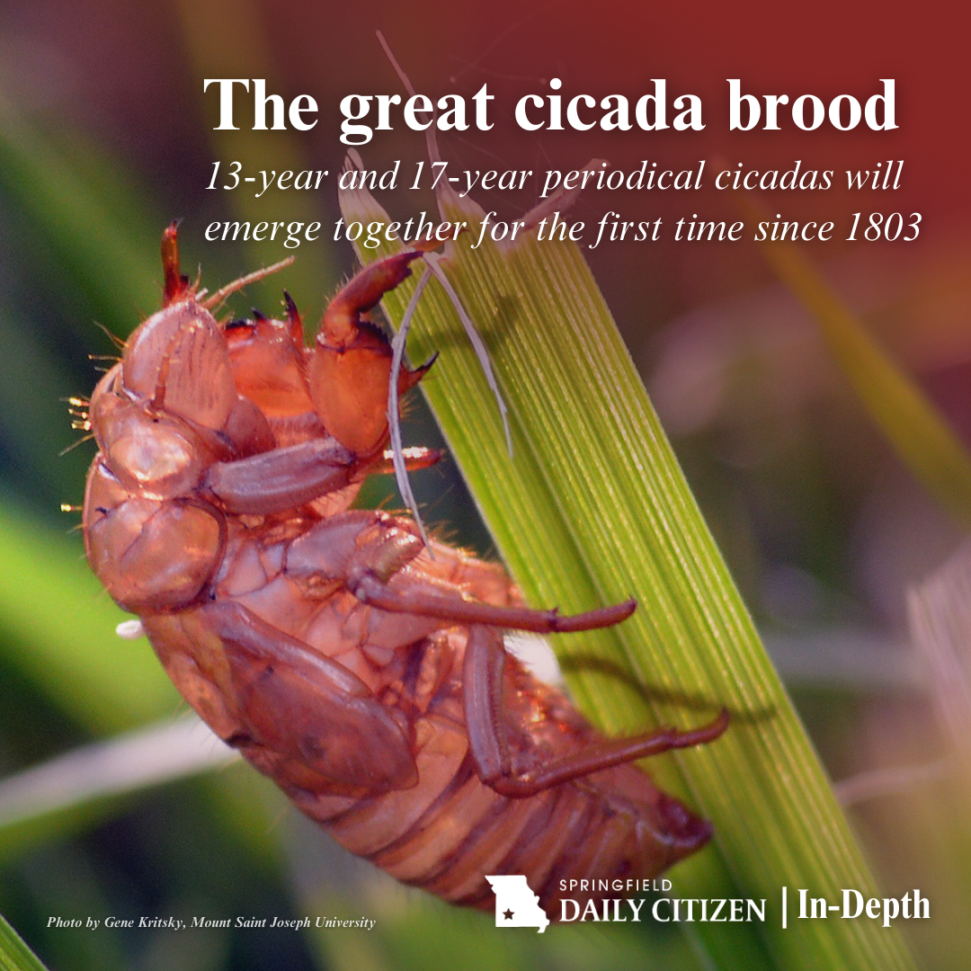 A shed periodical cicada skin. Text on the image reads: "The great cicada brood. 13-year and 17-year periodical cicadas will emerge together for the first time since 1803." (Photo by Gene Kritsky, Mount Saint Joseph University)