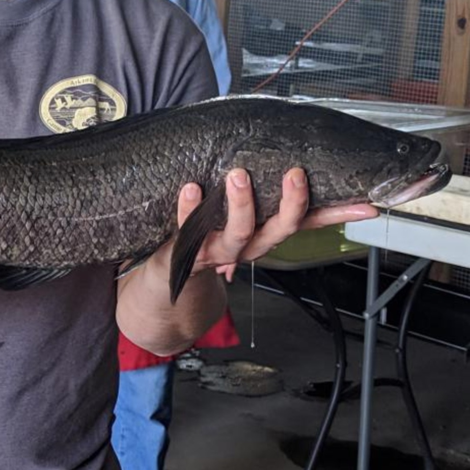 A northern snakehead fish