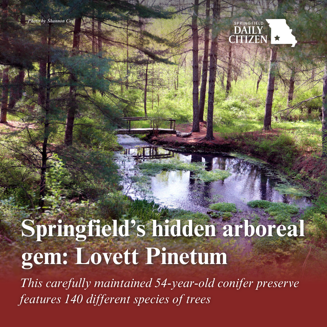 A footbridge over a creek is surrounded by conifers at the Lovett Pinetum. Text on the image reads: "Springfield's hidden arboreal gem: Lovett Pinetum. This carefully maintained 54-year-old conifer preserve features 140 different species of trees." (Photo by Shannon Cay)