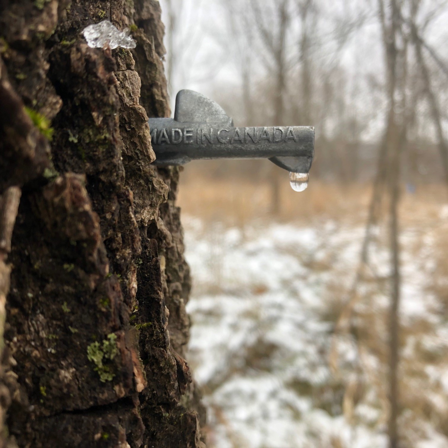 A silver metal tap sticks out of a black walnut tree