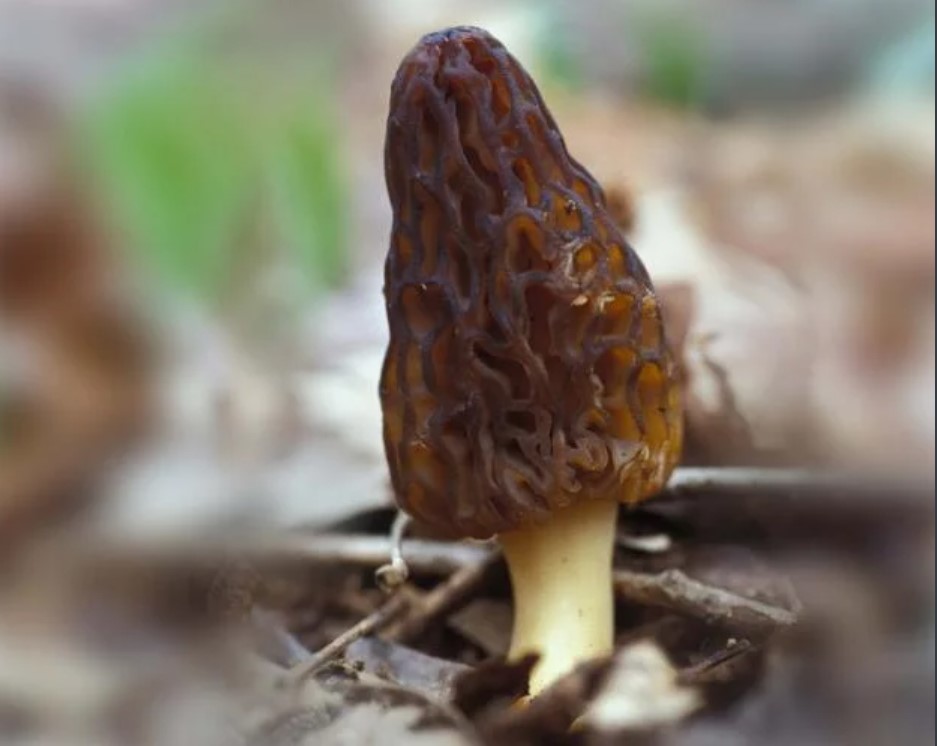 Black Morel slowly peeking though the forest floor