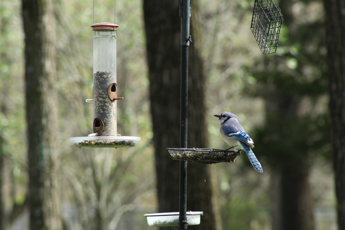 A blue jay chips chunks from a suet-and-seed patty at a feeder north of Springfield.
