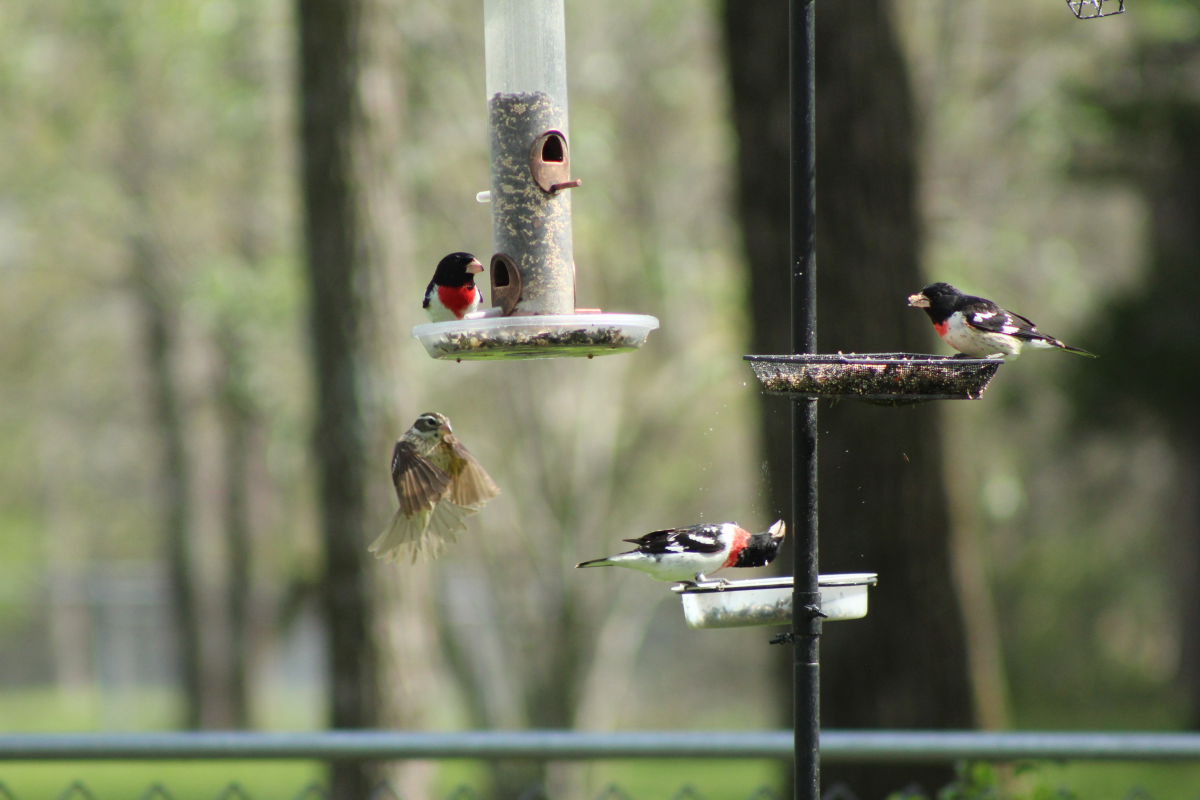 A trio of migratory rose breasted grosbeaks stopped at this feeder north of Springfield on Monday. The birds are among dozens of songbird species making their way through Missouri now