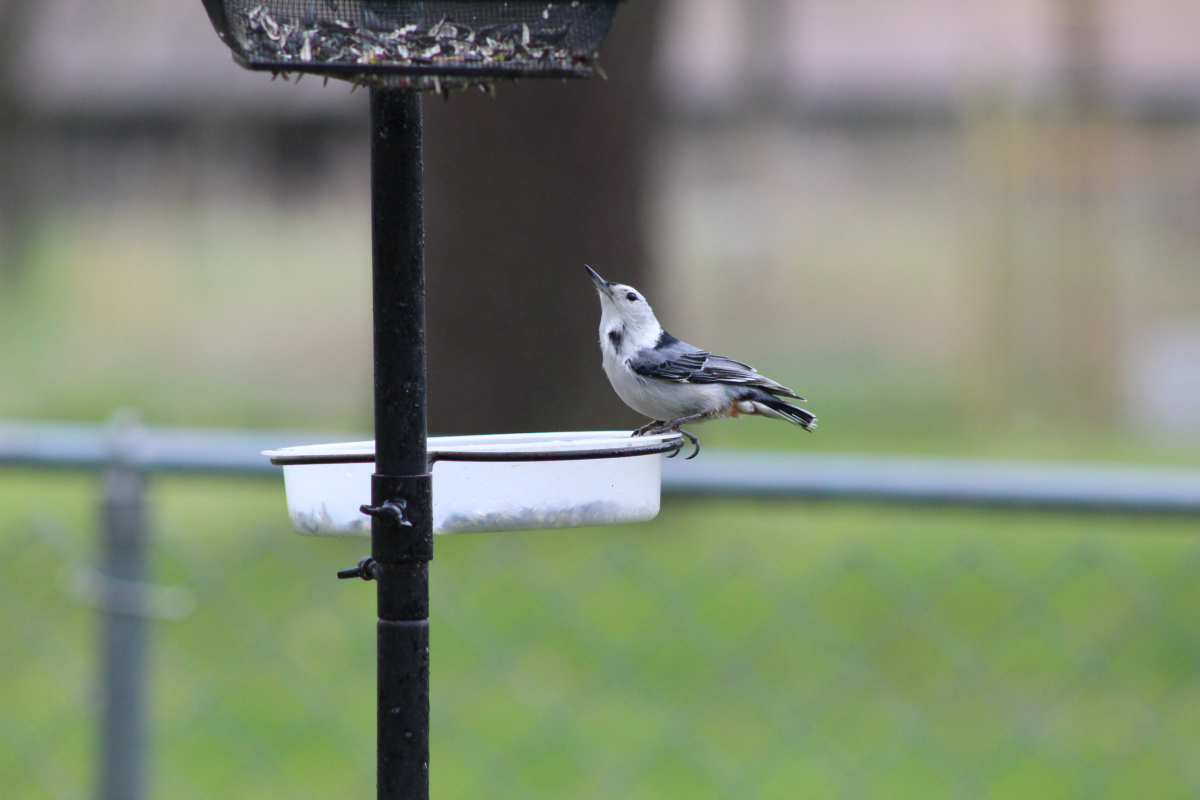 A white breasted nuthatch is a frequent sight at backyard bird feeders. Bird experts say avian flu doesn't appear to be affecting the kinds of birds that are attracted to feeders.