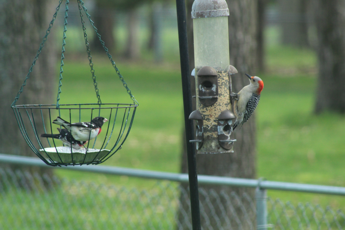 A yellow bellied woodpecker, right, and two migratory rose breasted grosbeaks, left, chow down at a backyard bird feeder north of Springfield Monday.
