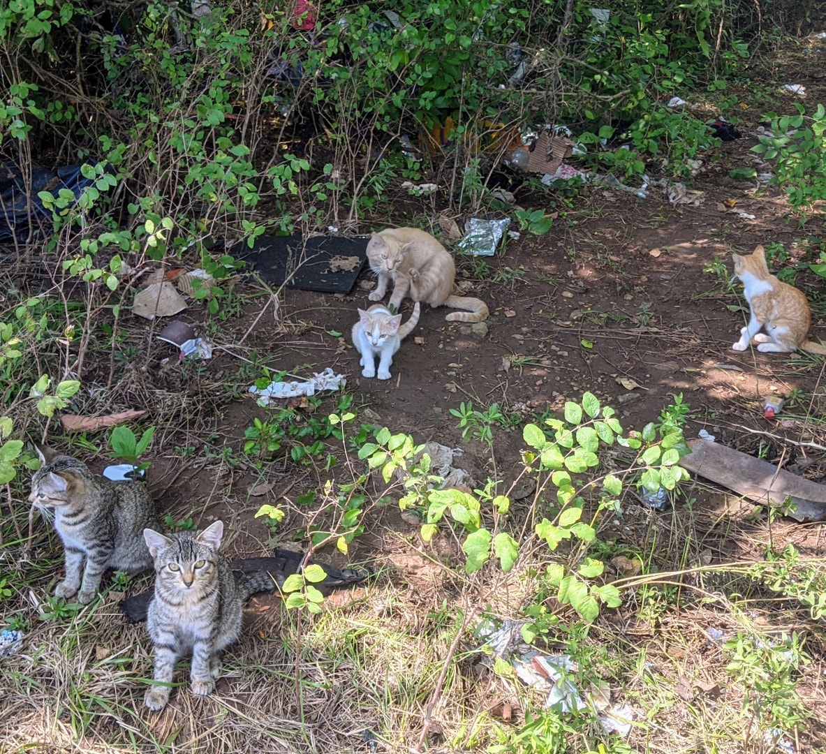 Cats and kittens in the woods