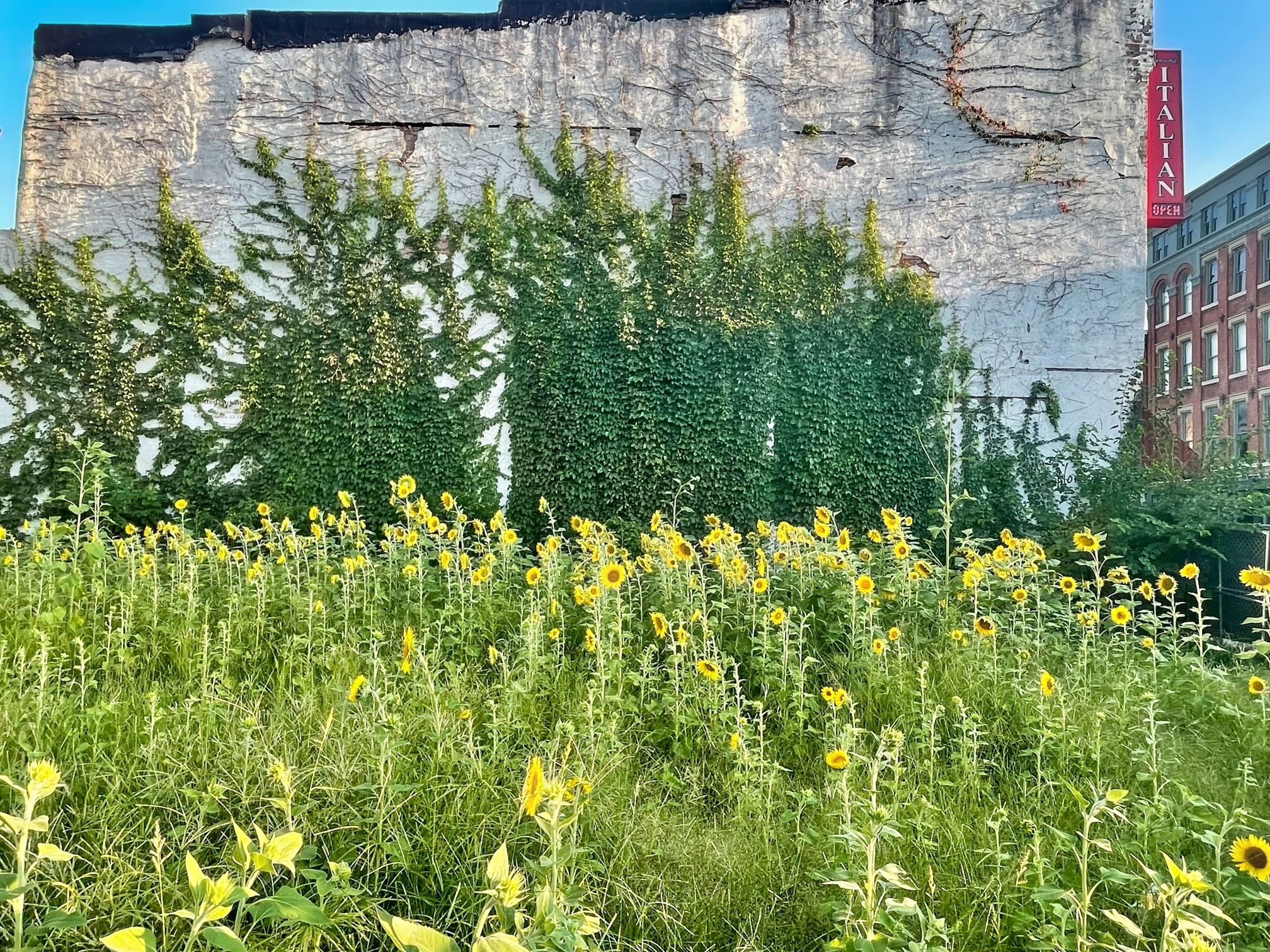 Someone planted hundreds of sunflowers on an empty Downtown Springfield lot