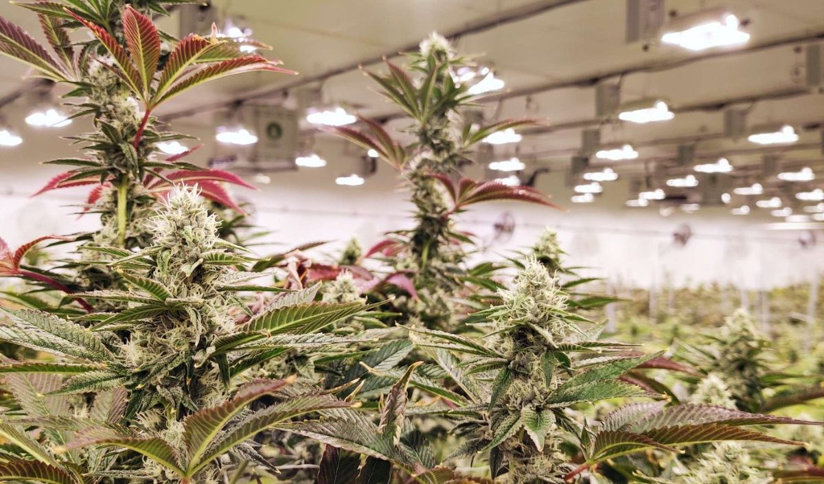 Missouri marijuana regulator revokes producer's license after recall riled industry