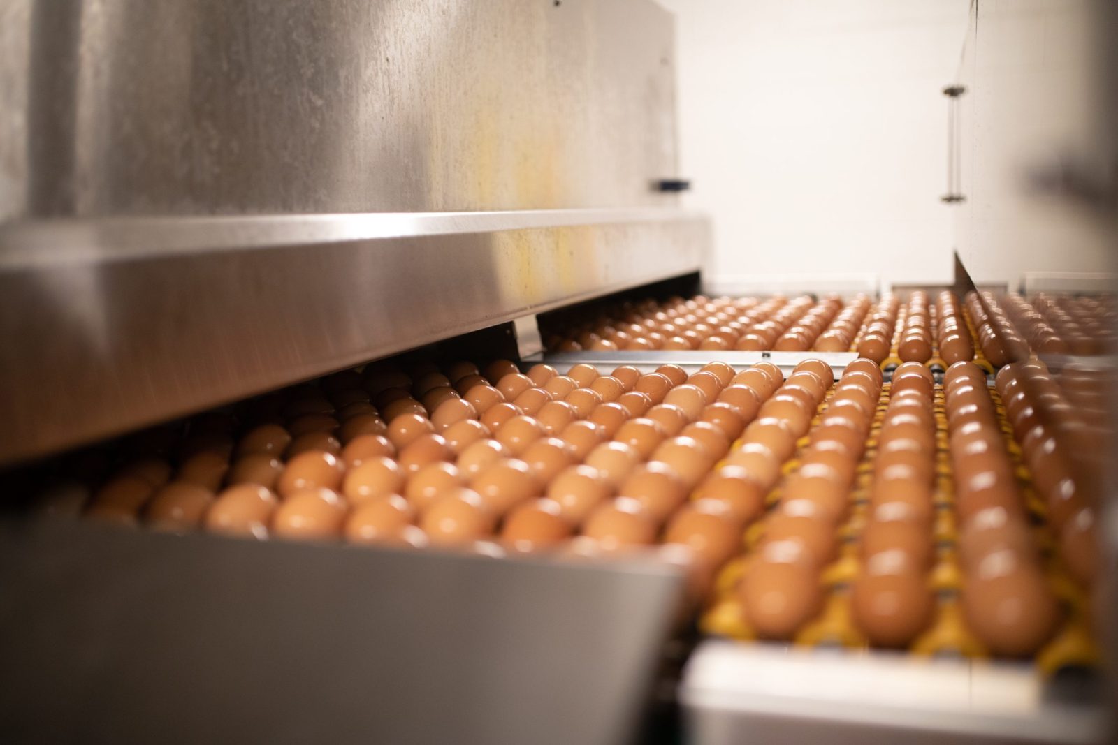 Scenes from inside Vital Farm's egg processing plant in Springfield