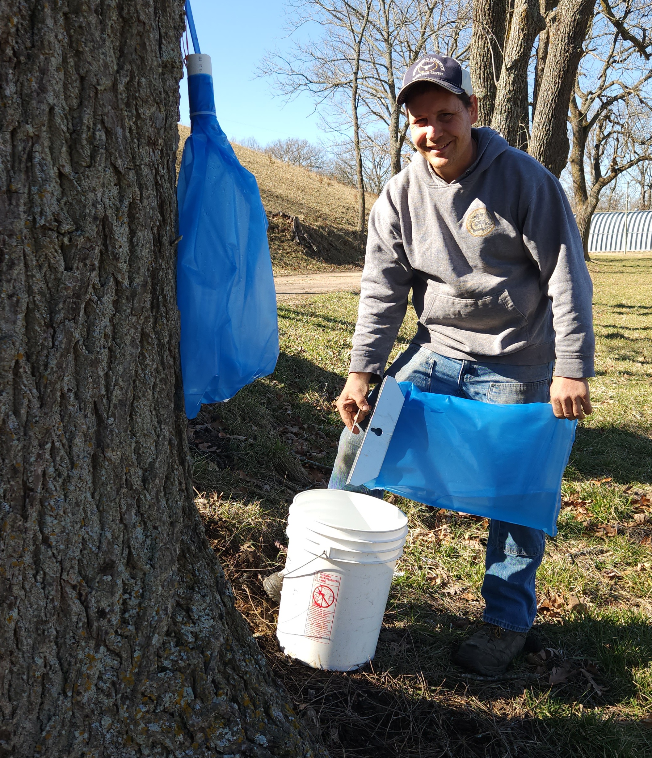 A man empties sap from a blue bag into a white plastic bucket