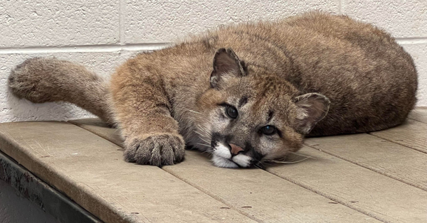This is Drax, an orphaned cougar cub found in Washington.
