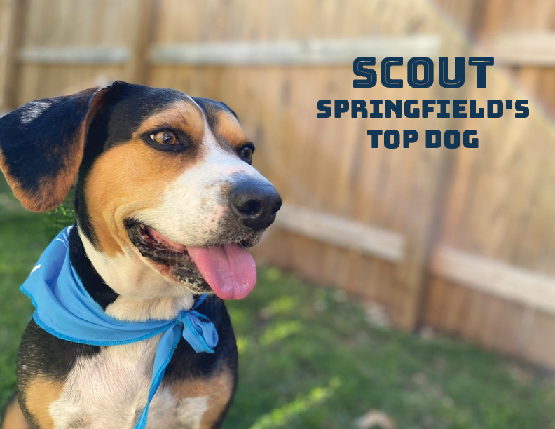 This is Scout, 2022 Springfield's Top Dog. Scout and his human, Ellen Fogle, raised more than $4,000 for Community Partnership of the Ozarks. (Photo: Submitted by Community Partnership of the Ozarks)