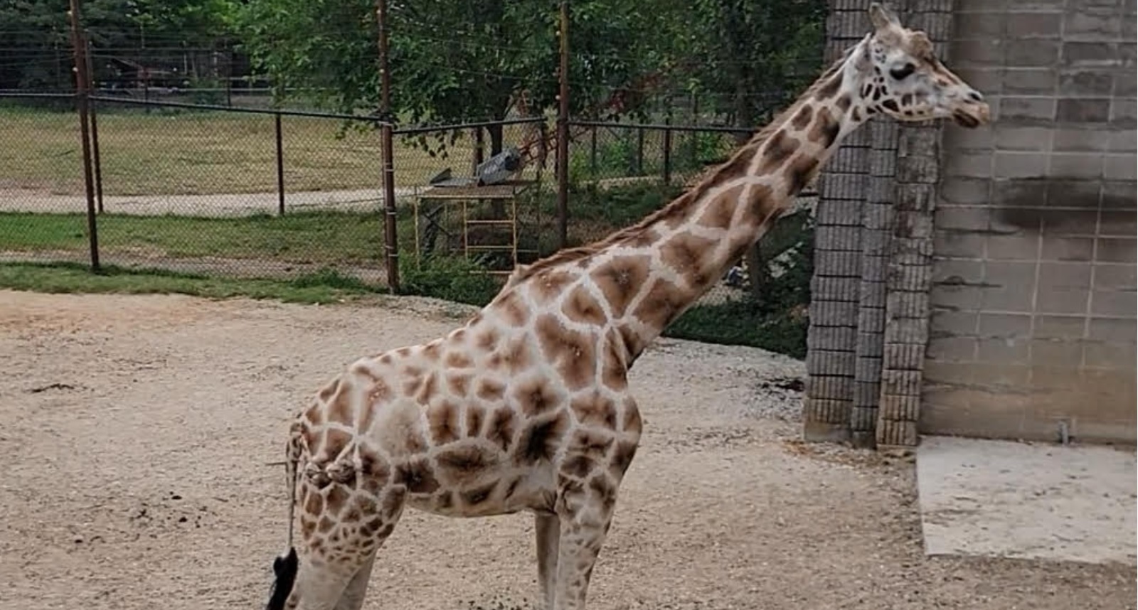Gidget the giraffe at the Dickerson Park Zoo in Springfield, Missouri.