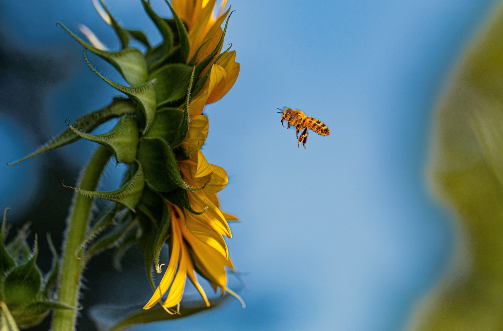 A photo of a bee flying toward a sunflower