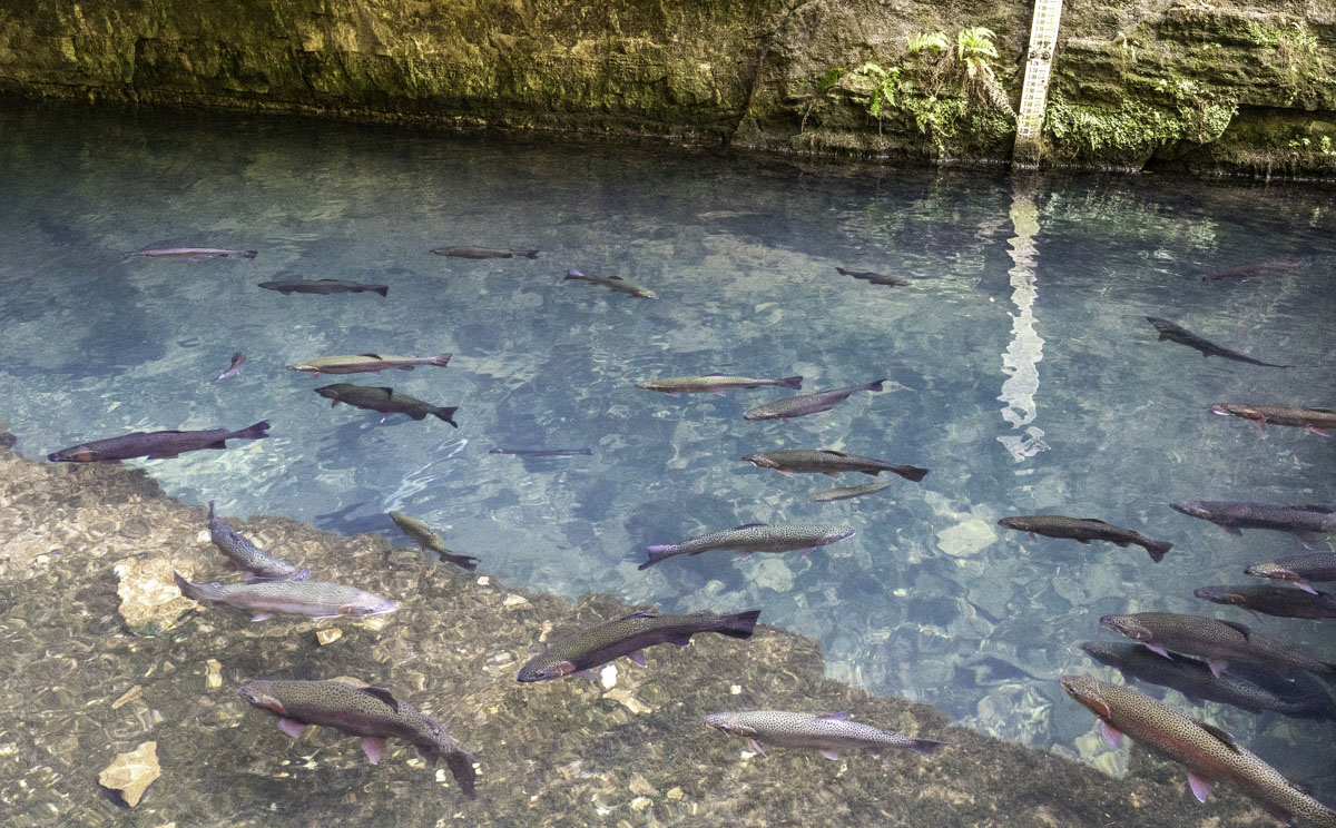 Rainbow trout are seen in the clear water of Roaring River