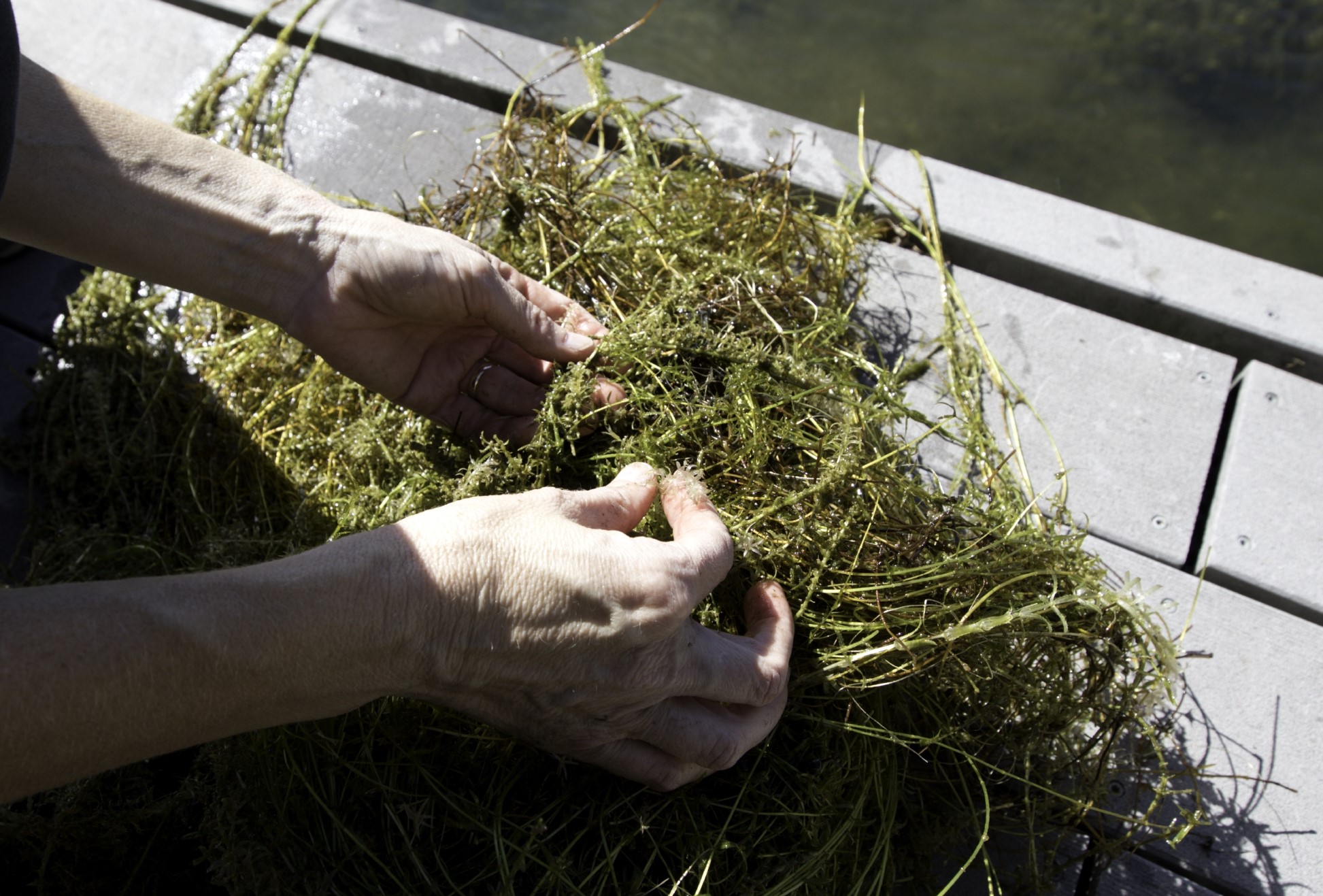 Eradication of ‘perfect weed' hydrilla nears due to collaboration, public awareness