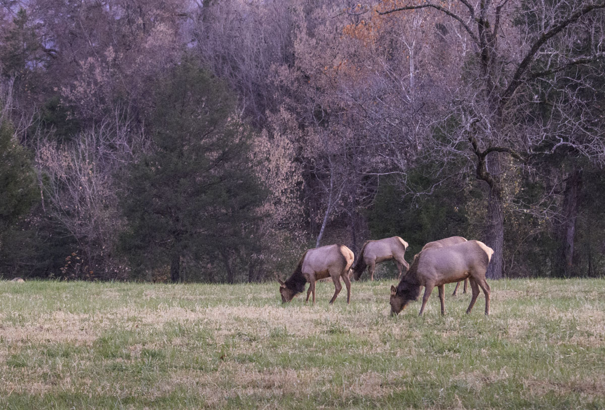 Four elk graze in a field