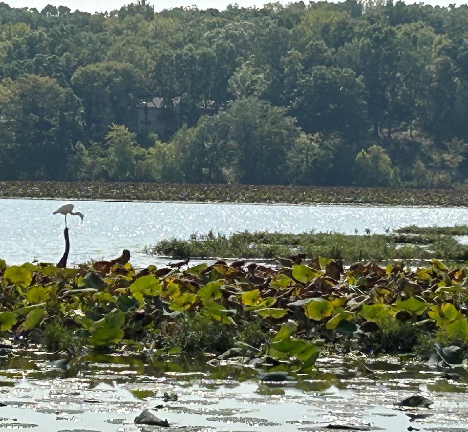 Aquatic plants near the shores of Lake Springfield.