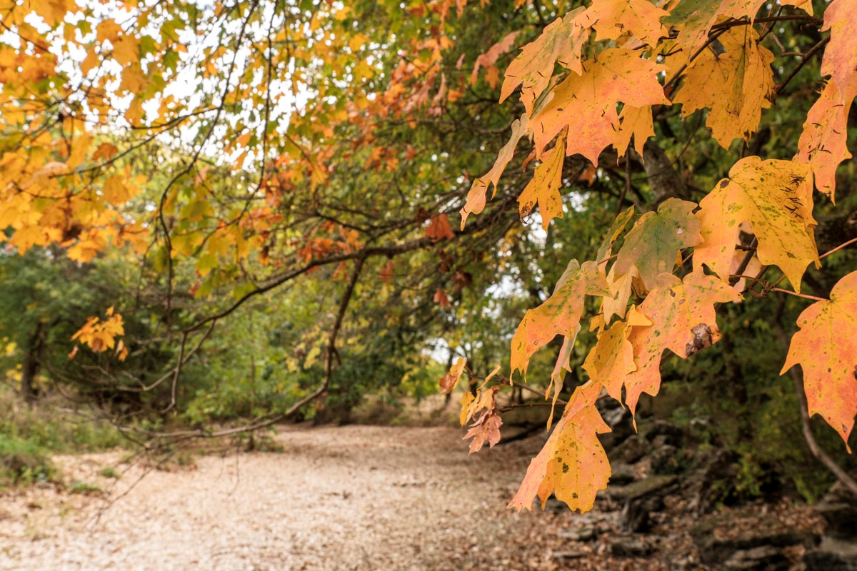 Fall leaves add a splash of color along a dry creekbed at Lost Hill Park.