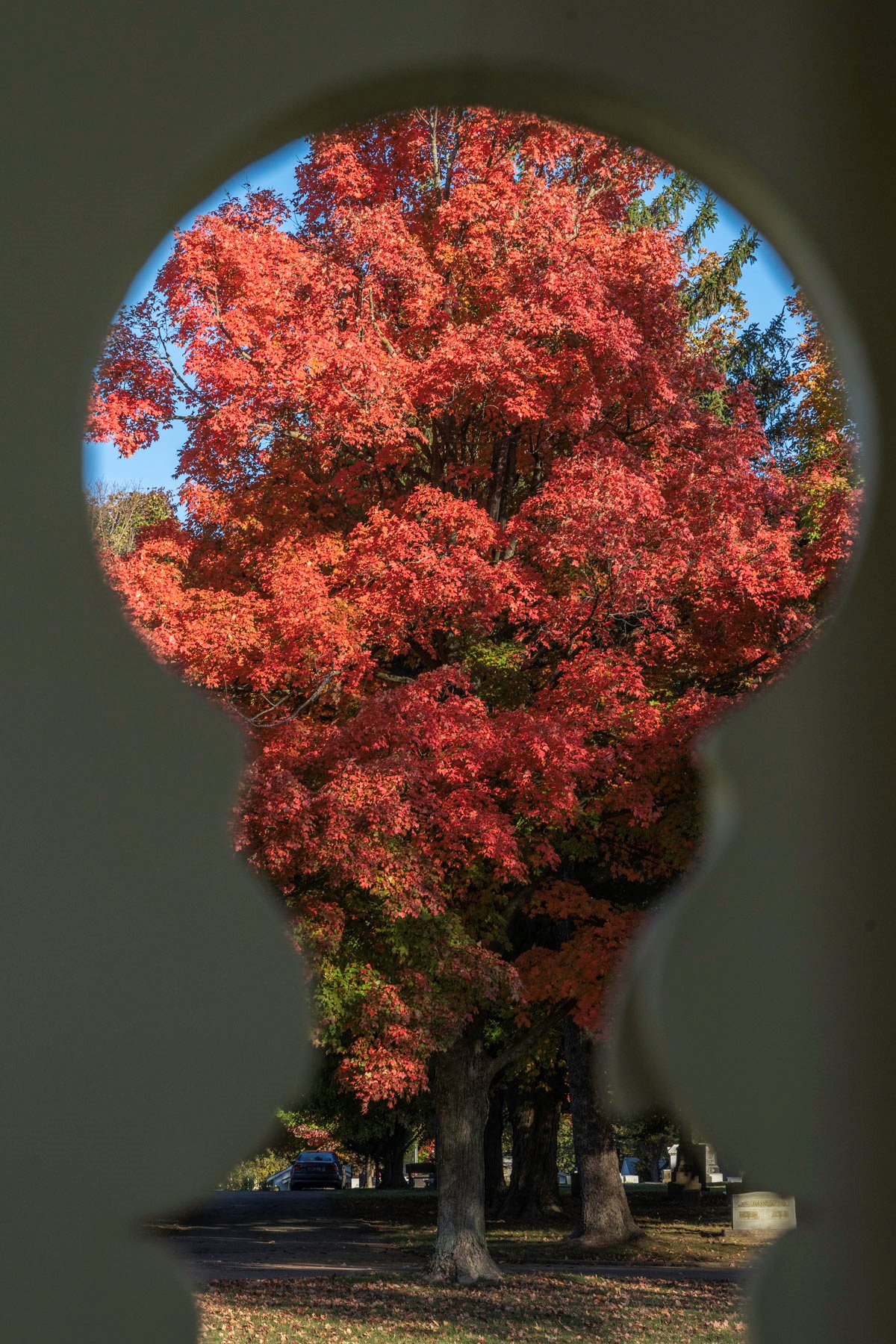 A maple tree with orange leaves, viewed through a keyhole in the park's gazebo.