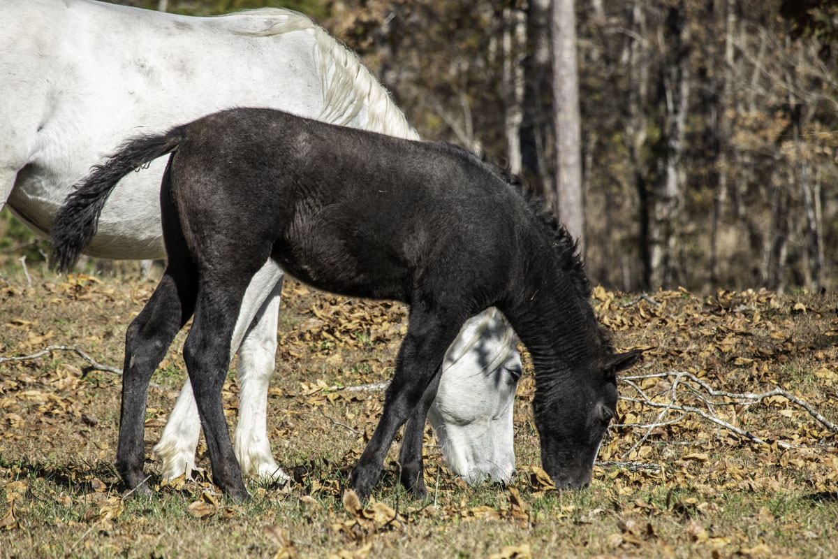 A white mare and black foal graze in a field