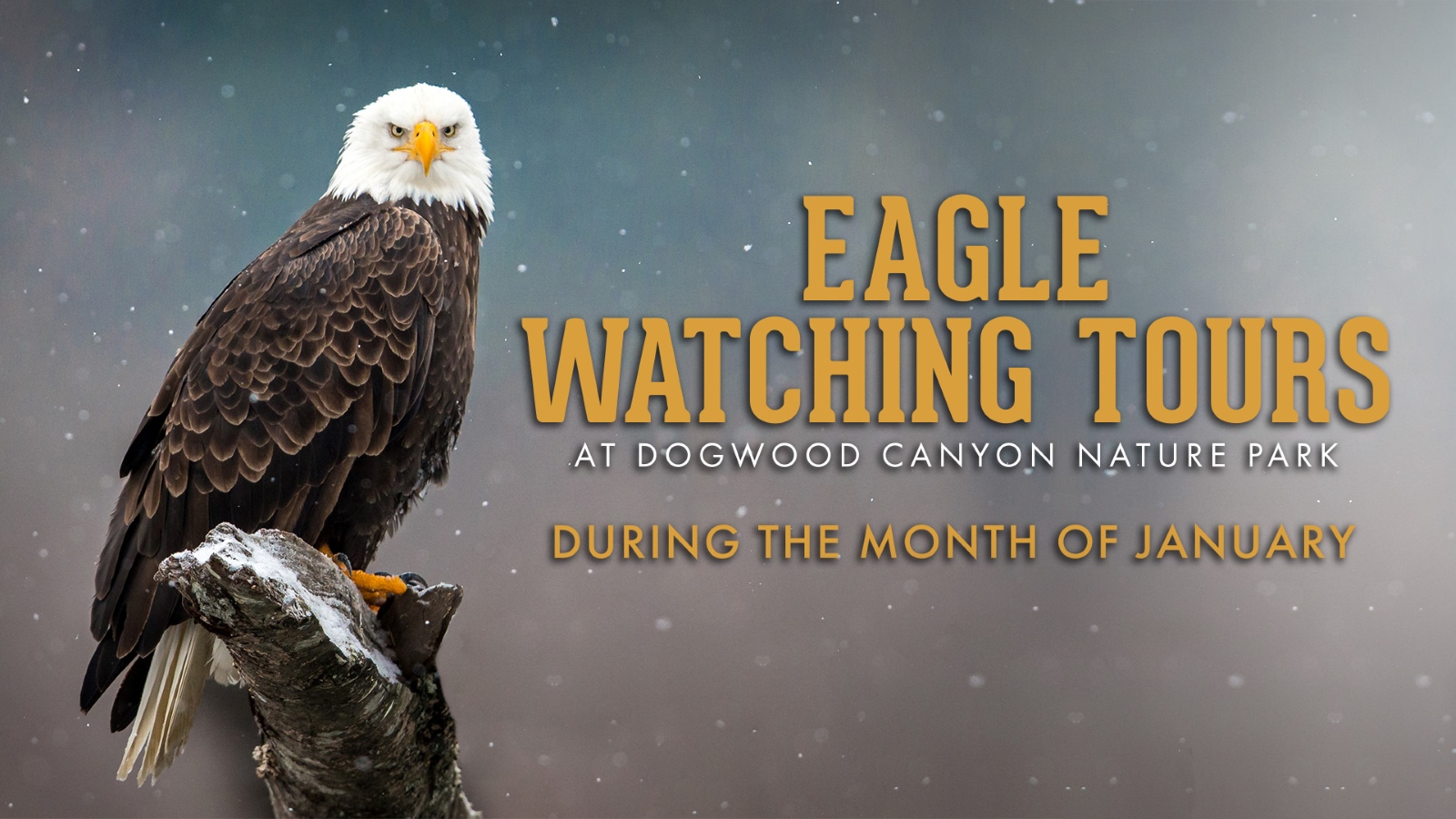 A bald eagle perches on a log. Text on the image reads: "Eagle Watching Tours at Dogwood Canyon Nature Park during the month of January"