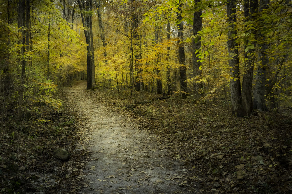 A trail winds through a woodland canyon. The trees have yellow leaves