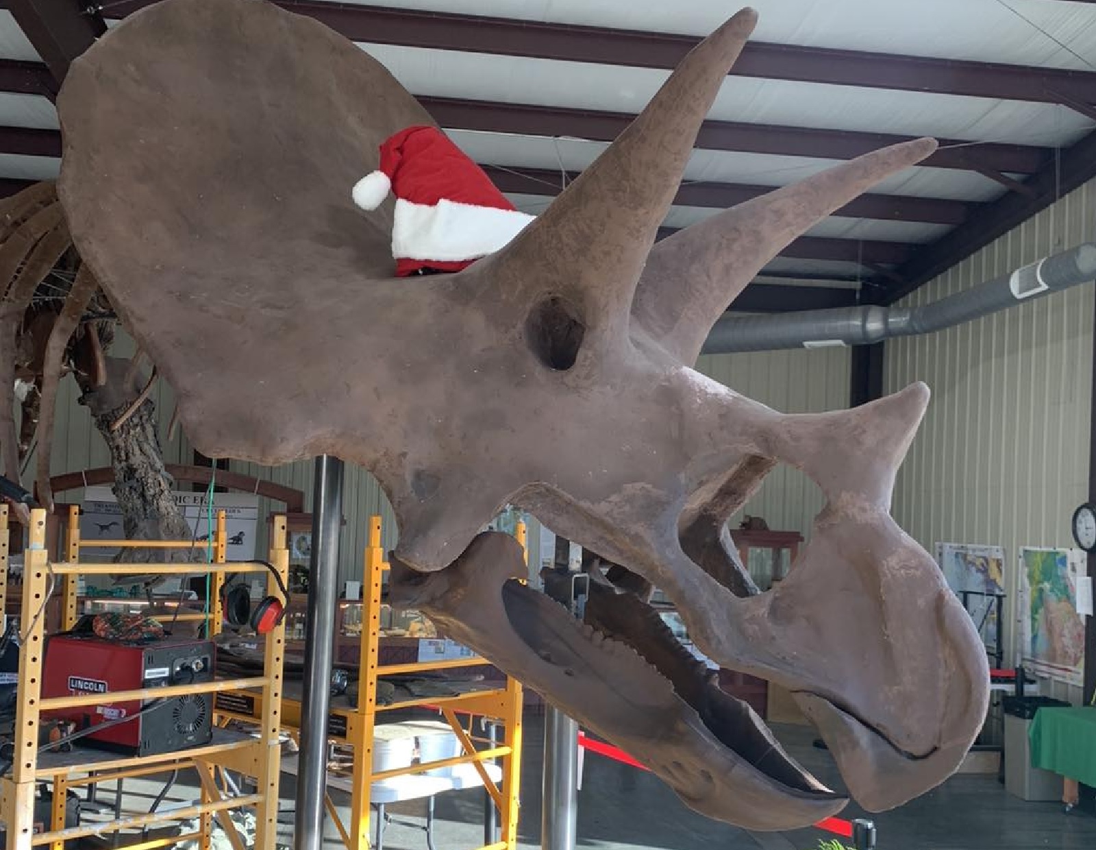 Henry the Triceratops wearing Santa Claus hat