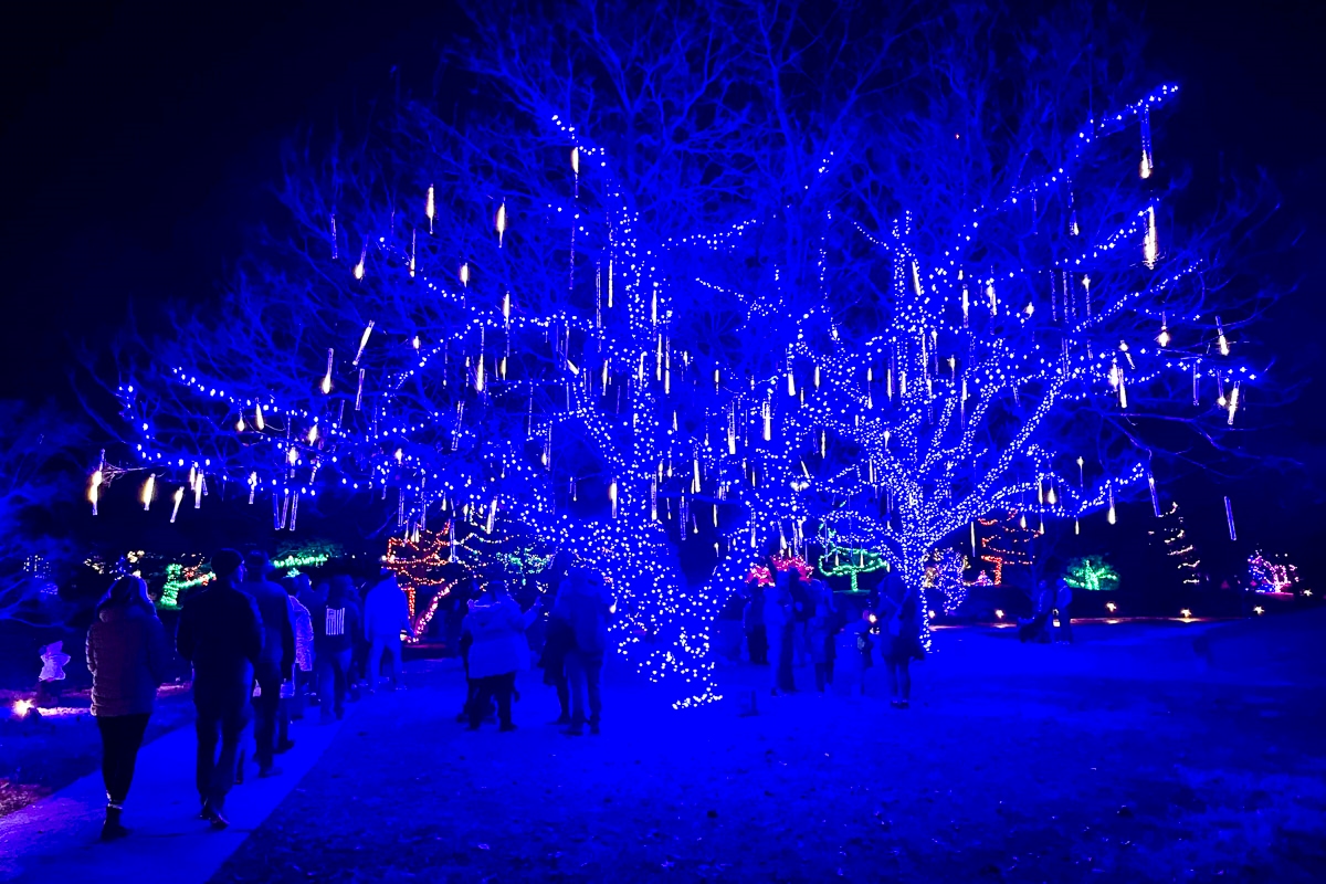 A tree at the Mizumoto Japanese Stroll Garden decorated in blue lights for Gardens Aglow