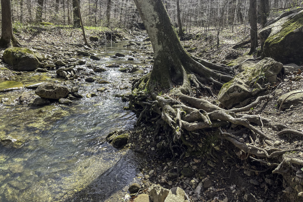 The Leatherwood Creek Trail includes roots, rocks and sometimes fallen trees. Hikers take a big step up this rootwad to continue the trail. (Photo by Sony Hocklander)