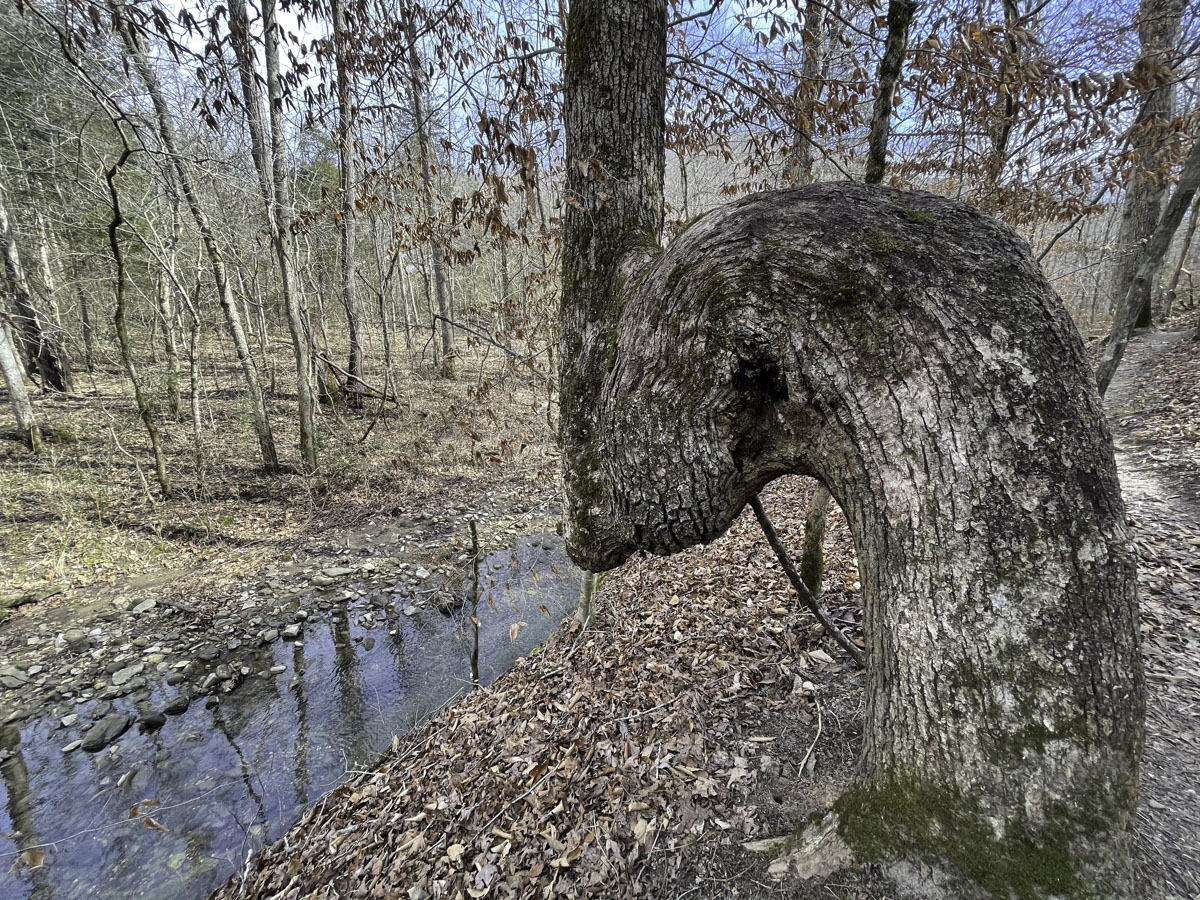 You’ll know you’re on the right path when you see this bent tree a short distance after stepping onto the  hidden Leatherwood Creek trail, accessible from the Ponca Low-Water Bridge.  (Photo by Sony Hocklander)