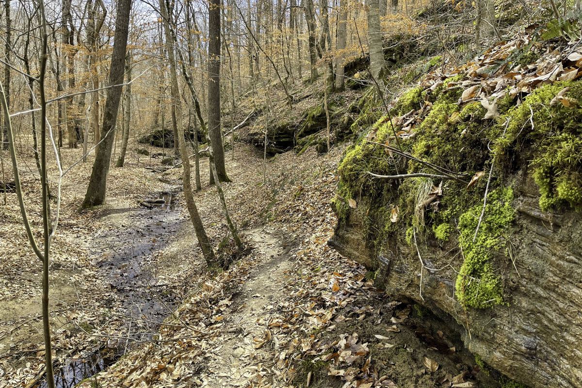 A short trail accessed at the  Ponca Low-Water Bridge follows the wooded Leatherwood Creek, more easily seen in winter months. (Photo by Sony Hocklander)