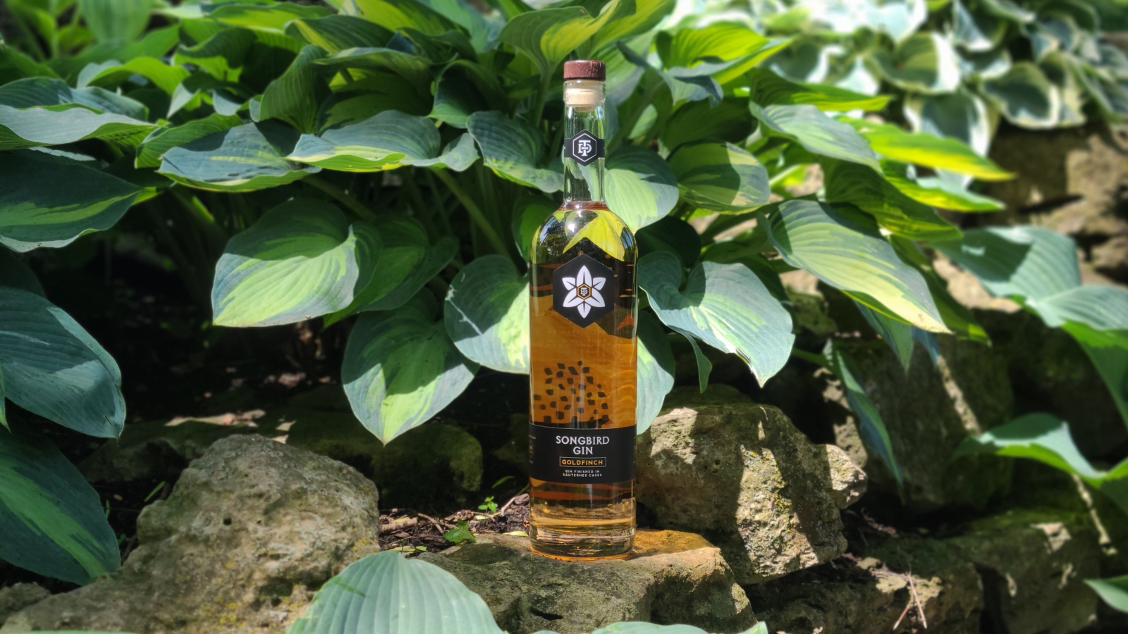 A bottle of Ty Iechyd Da Songbird Goldfinch Gin sits in a garden next to green plants.