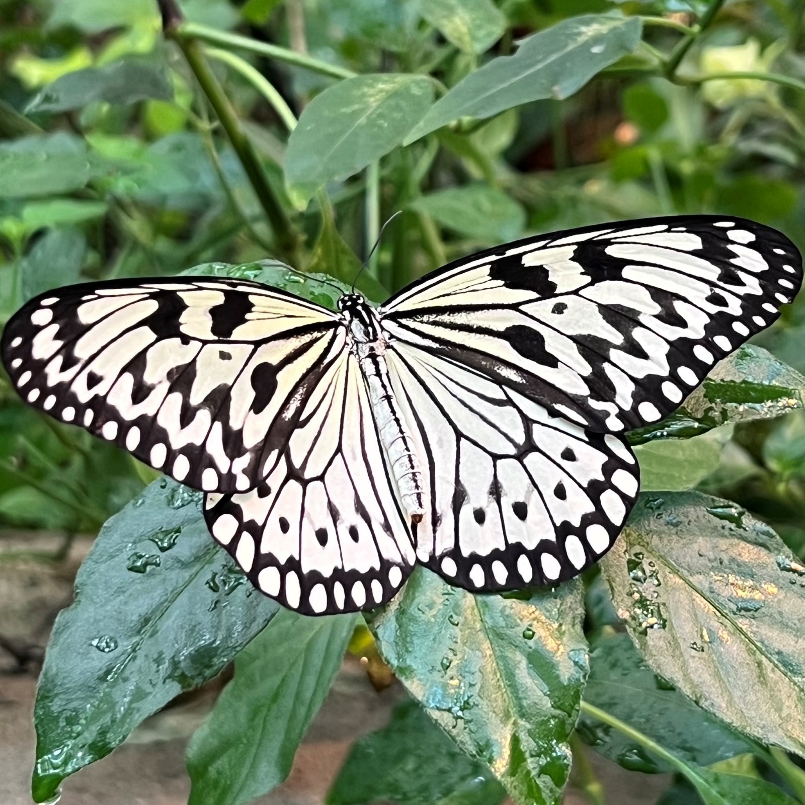 A black-and-white butterfly on a green leaf