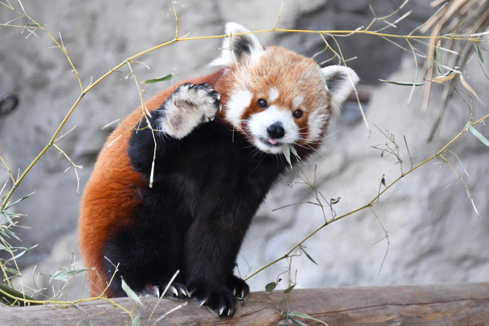 A red panda at the St. Louis Zoo