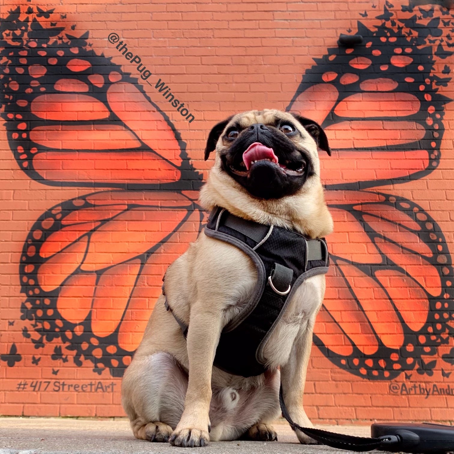 Winston the Pug poses in front of a mural of butterfly wings