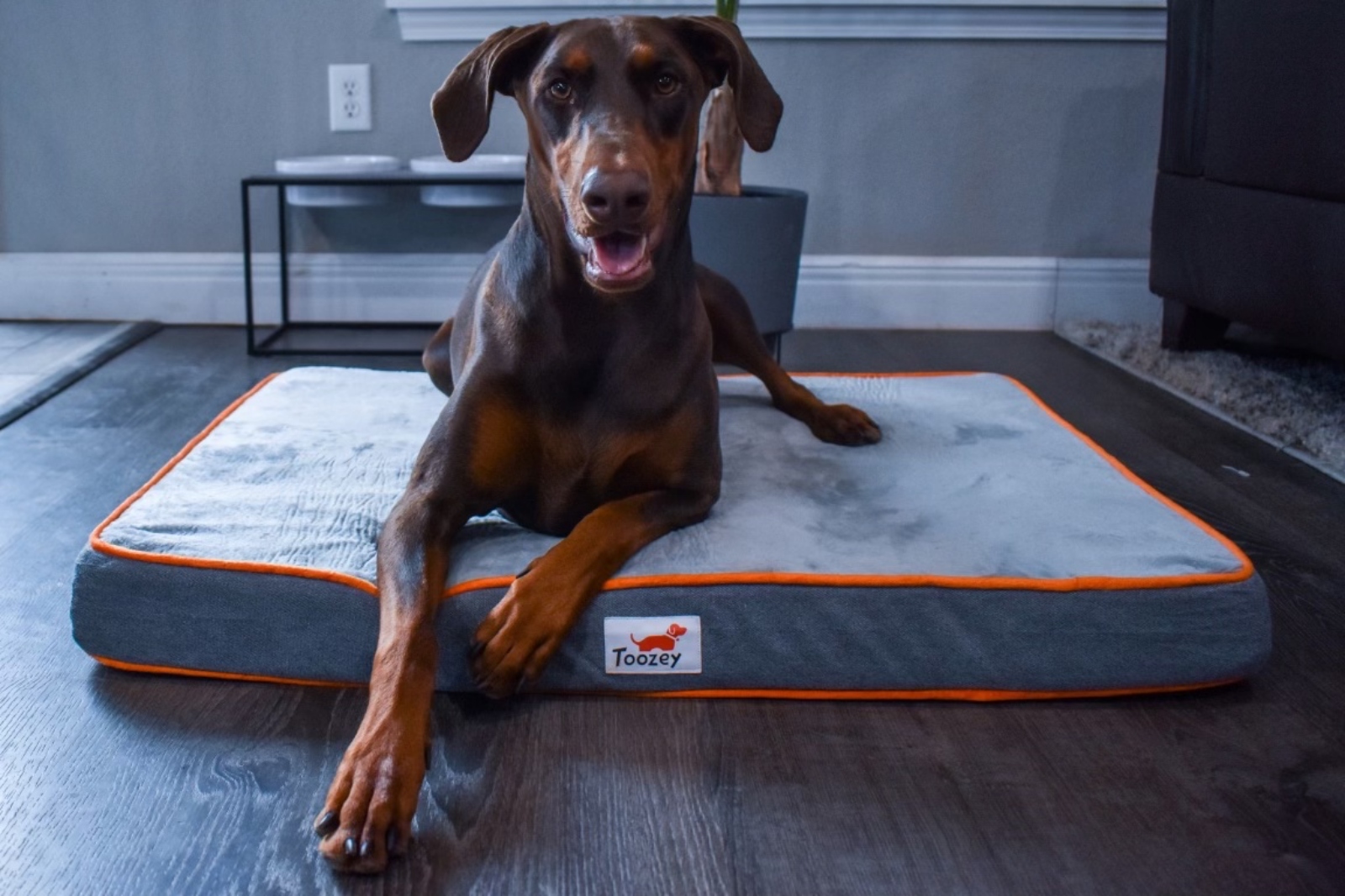 Zia the Doberman pinscher rests on a gray doggy bed