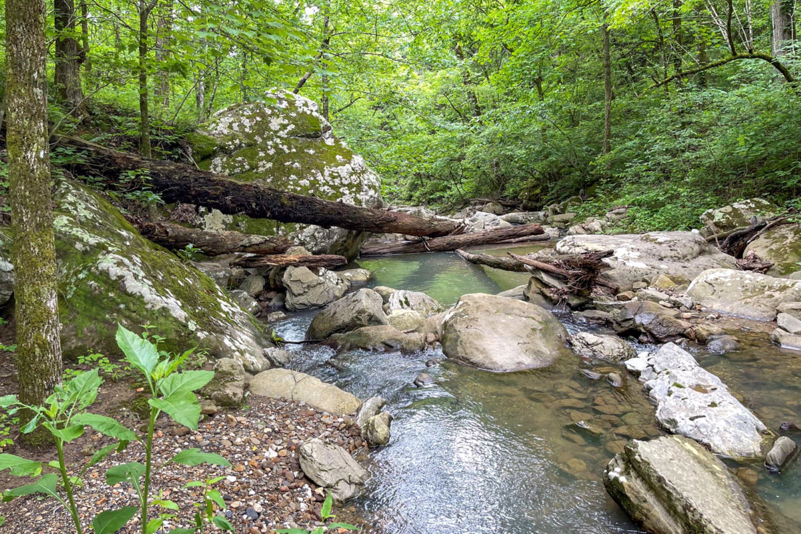 Side trail areas along the creek in Broadwater Hollow lead to pretty views. (Photo by Sony Hocklander)