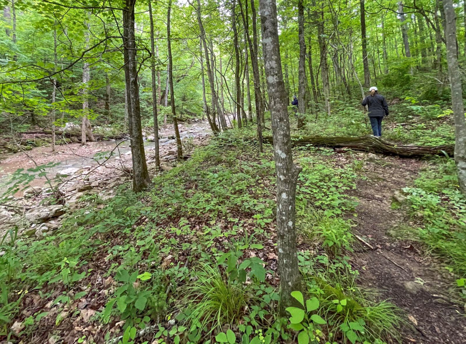 A hiker in the low area of Broadwater Hollow heads back up the trail toward the trailhead. (Photo by Sony Hocklander)