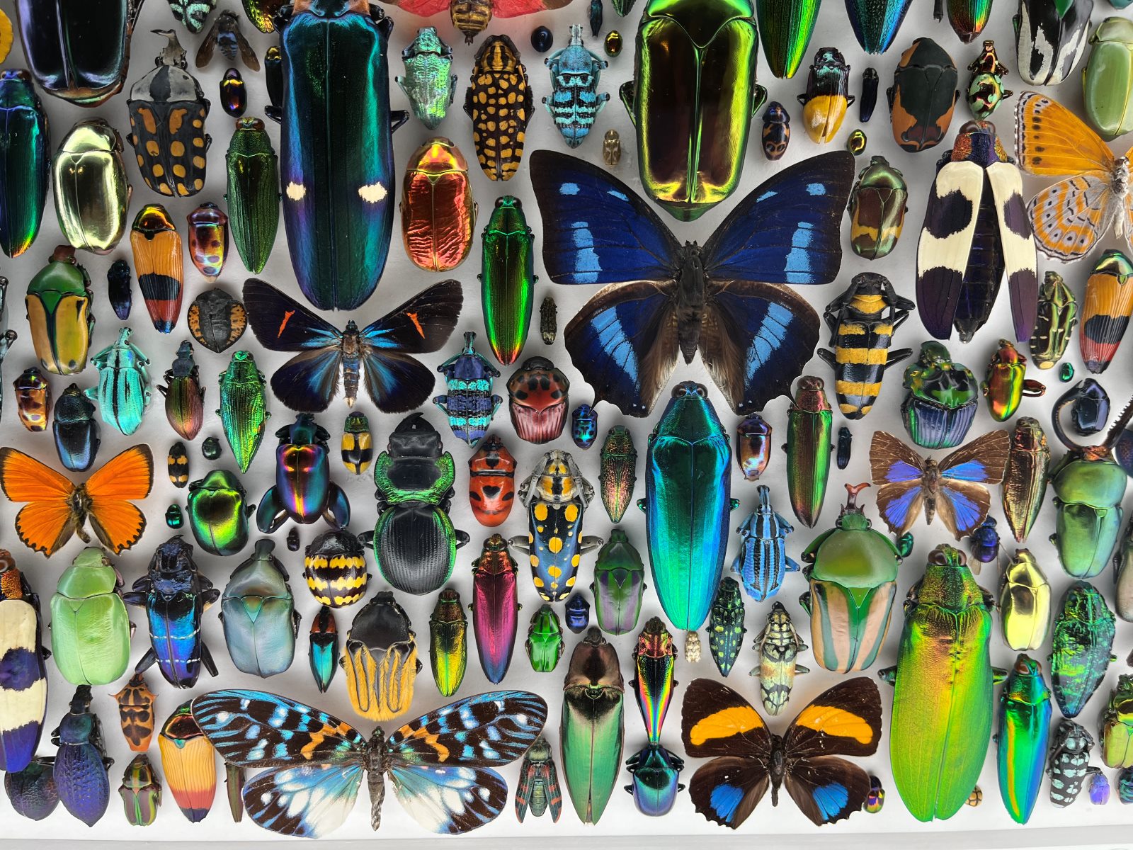 A mosaic made up of brightly colored insects and butterflies