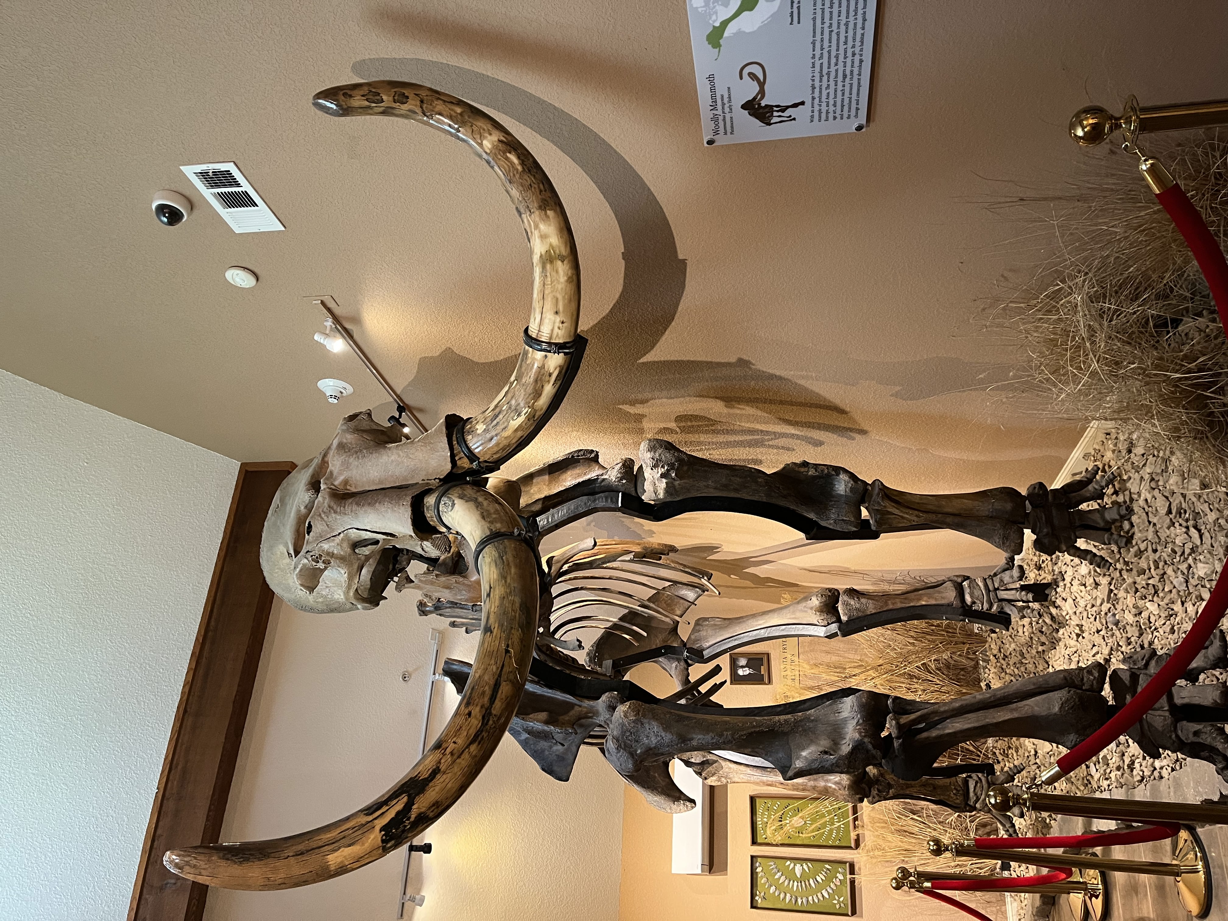 A wooly mammoth skeleton